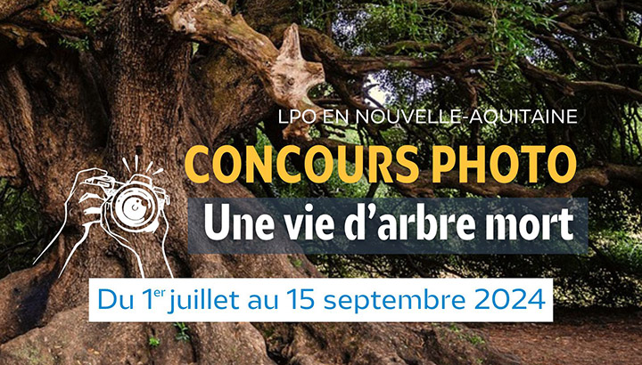 [Concours photo] Une vie d'arbre mort !
